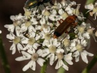 Rhagonycha fulva 35, Rode weekschild, Saxifraga-Jan van der Straaten