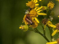 Rhagonycha fulva 40, Rode weekschild, Saxifraga-Jan van der Straaten