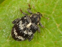 Rhynchaenus rusci