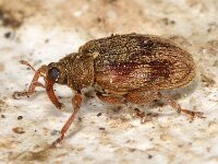Rhynchaenus testaceus