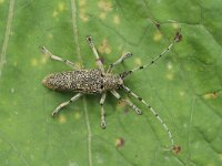 Saperda carcharias 6, Grote populierenboktor, Saxifraga-Marijke Verhagen