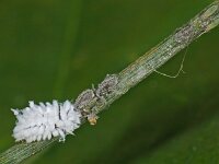 Scymninae sp