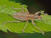 Sitona gressorius 2, Grote lupinekever, Saxifraga-Ab H Baas