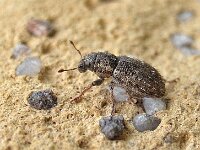 Sitona hispidulus