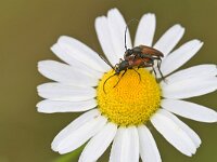 Stenurella melanura 11, Tweekleurige smalboktor, Saxifraga-Tom Heijnen