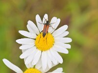 Stenurella melanura 13, Tweekleurige smalboktor, Saxifraga-Tom Heijnen