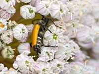 Stictoleptura fulva 2, Zwarttip-smalboktor, Saxifraga-Tom Heijnen