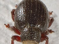 Strophosoma capitatum 3, Grauwbruine dennensnuitkever, Saxifraga-Ab H Baas