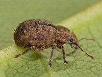 Strophosoma melanogrammum 10, Bronzen snuitkever, Saxifraga-Ab H Baas