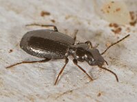Syntomus sp