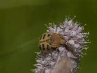 Trichius gallicus