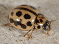 Tytthaspis sedecimpunctata