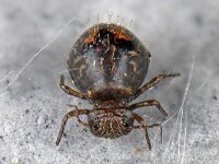 Collembola, Springstaarten, Springtails