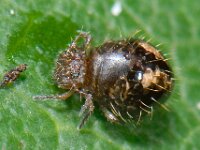 Allacma fusca 4, usignata, Saxifraga-Ab H Baas