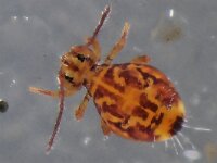 Dicyrtomina ornata #41270..8 : Dicyrtomina ornata