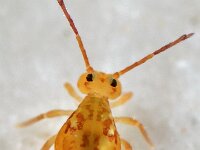 Dicyrtomina saundersi 4, Saxifraga-Ab H Baas