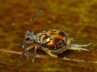Dicyrtomina saundersi 7, Saxifraga-Ab H Baas