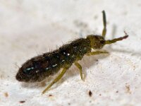 Isotoma viridis 13, Saxifraga-Ab H Baas