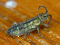 Isotomurus palustris 4, Saxifraga-Ab H Baas