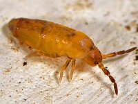 Lepidocyrtus lignorum