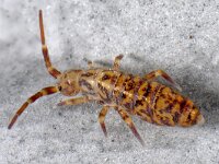 Orchesella villosa 01 #15575...89 : Orchesella villosa