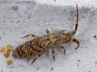 Orchesella villosa #15488...92 : Orchesella villosa