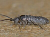 Tomocerus minor #11041 : Tomocerus minor