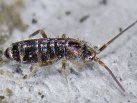 Tomocerus vulgaris #15140...44 : Tomocerus vulgaris