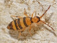 Willowsia platani