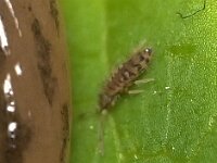 Entomobrya multifasciata 9, Saxifraga-Tom Heijnen