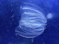 Mnemiopsis leidyi 2, Amerikaanse ribkwal, Saxifraga-Foto Fitis-Sytske Dijksen