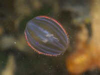 Pleurobrachia pileus 10, Zeedruif, Saxifraga-Foto Fitis-Sytske Dijksen