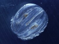 Pleurobrachia pileus 11, Zeedruif, Saxifraga-Foto Fitis-Sytske Dijksen