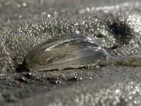 Pleurobrachia pileus 12, Zeedruif, Saxifraga-Foto Fitis-Sytske Dijksen