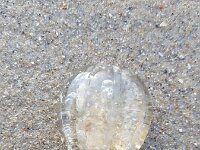 Pleurobrachia pileus 13, Zeedruif, Saxifraga-Ben Delbaere  IICSA