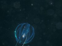 Pleurobrachia pileus 2, Zeedruif, Saxifraga-Eric Gibcus