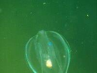 Pleurobrachia pileus 4, Zeedruif, Saxifraga-Eric Gibcus