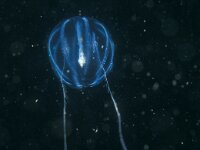 Pleurobrachia pileus 5, Zeedruif, Saxifraga-Eric Gibcus