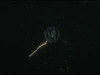 Pleurobrachia pileus 6, Zeedruif, Saxifraga-Eric Gibcus