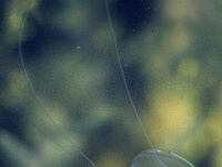 Pleurobrachia pileus 7, Zeedruif, Foto Fitis-Sytske Dijksen