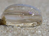 Pleurobrachia pileus 8, Zeedruif, Saxifraga-Foto Fitis-Sytske Dijksen