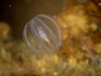 Pleurobrachia pileus 9, Zeedruif, Saxifraga-Foto Fitis-Sytske Dijksen