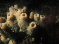 Halichondria panicea 2, Gewone broodspons, Saxifraga-Eric Gibcus