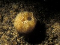 Ephydatia fluviatilis 3, Echte zoetwaterspons, Saxifraga-Eric Gibcus