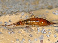 Dermaptera, Oorwormen, Earwigs