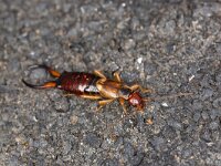 Forficula auricularia 12, Gewone oorworm, Saxifraga-Luc Hoogenstein
