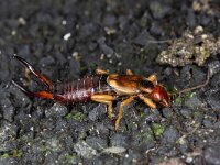 Forficula auricularia 13, Gewone oorworm, Saxifraga-Luc Hoogenstein