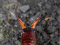 Forficula auricularia 14, Gewone oorworm, Saxifraga-Luc Hoogenstein