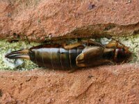 Forficula auricularia 2, Gewone oorworm, Saxifraga-Jaap Schelvis