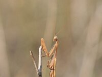 Ameles decolor 2, Saxifraga-Dirk Hilbers